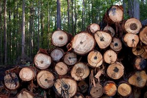 timber-pile-3.jpg timber-pile-3.jpg